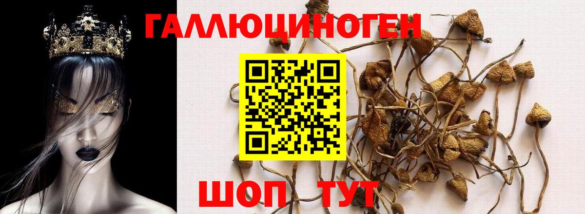 Псилоцибиновые грибы прущие грибы Грязи